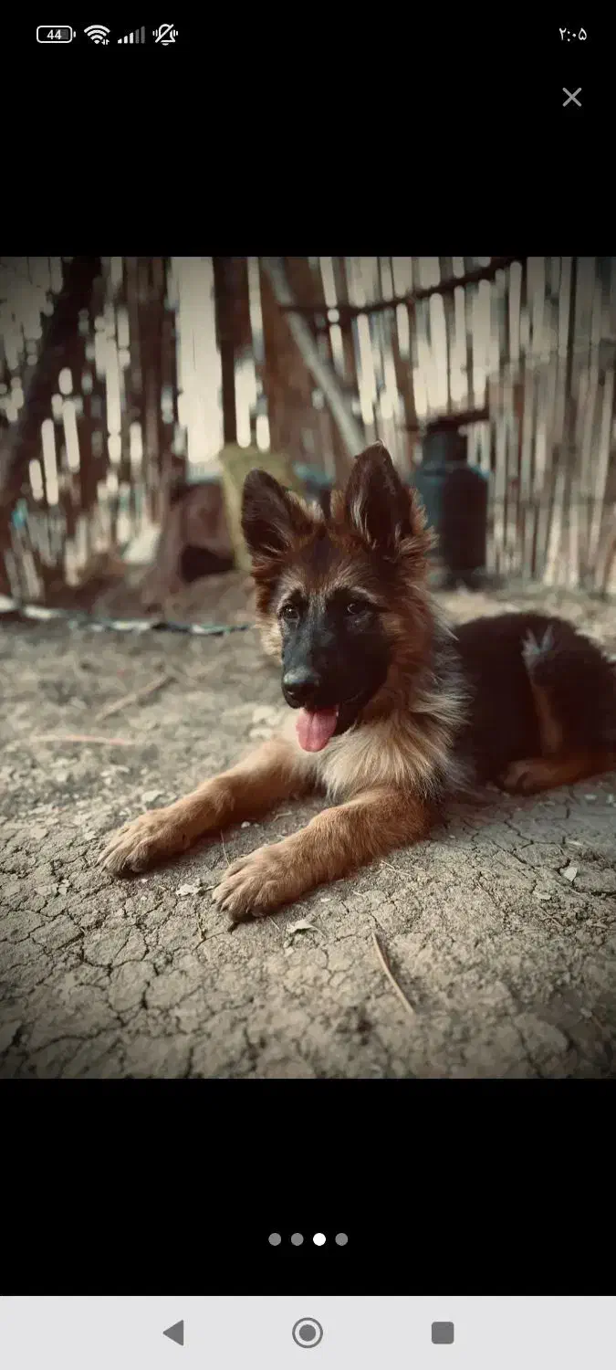 ژرمن شپرد|سگ|سنندج, |دیوار