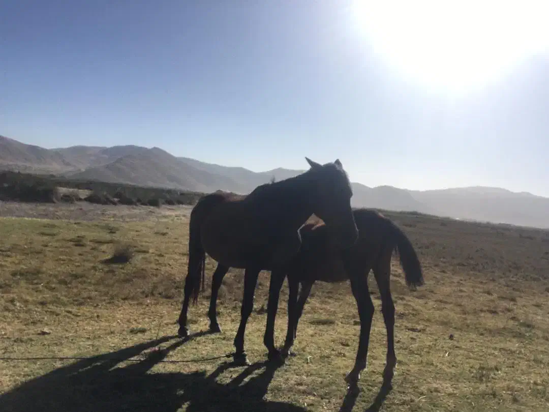 مادیون ترکی|اسب و تجهیزات اسبسواری|شیراز, تندگویان|دیوار