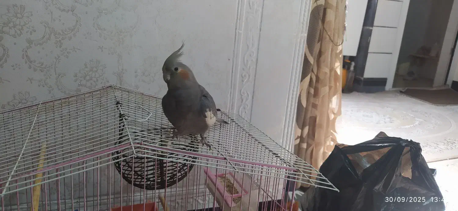 عروس هلندی|پرنده|دوگنبدان, |دیوار