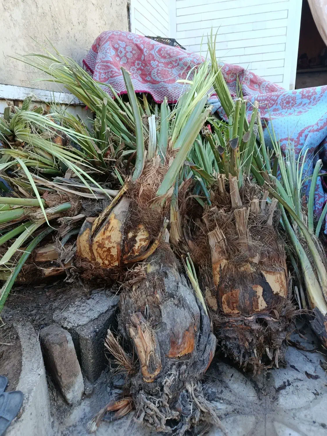 درخت نخل مجول و پیاروم|گل و گیاه طبیعی|جنت, |دیوار