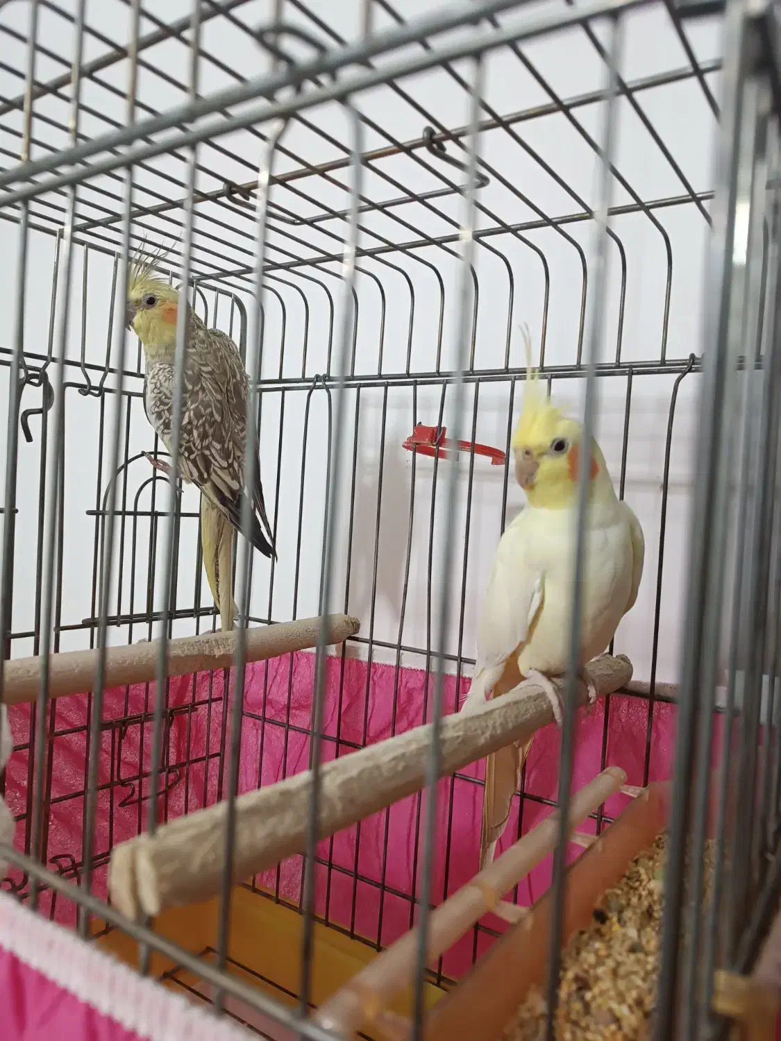 عروس هلندی نر بالغ|پرنده|شهرکرد, |دیوار