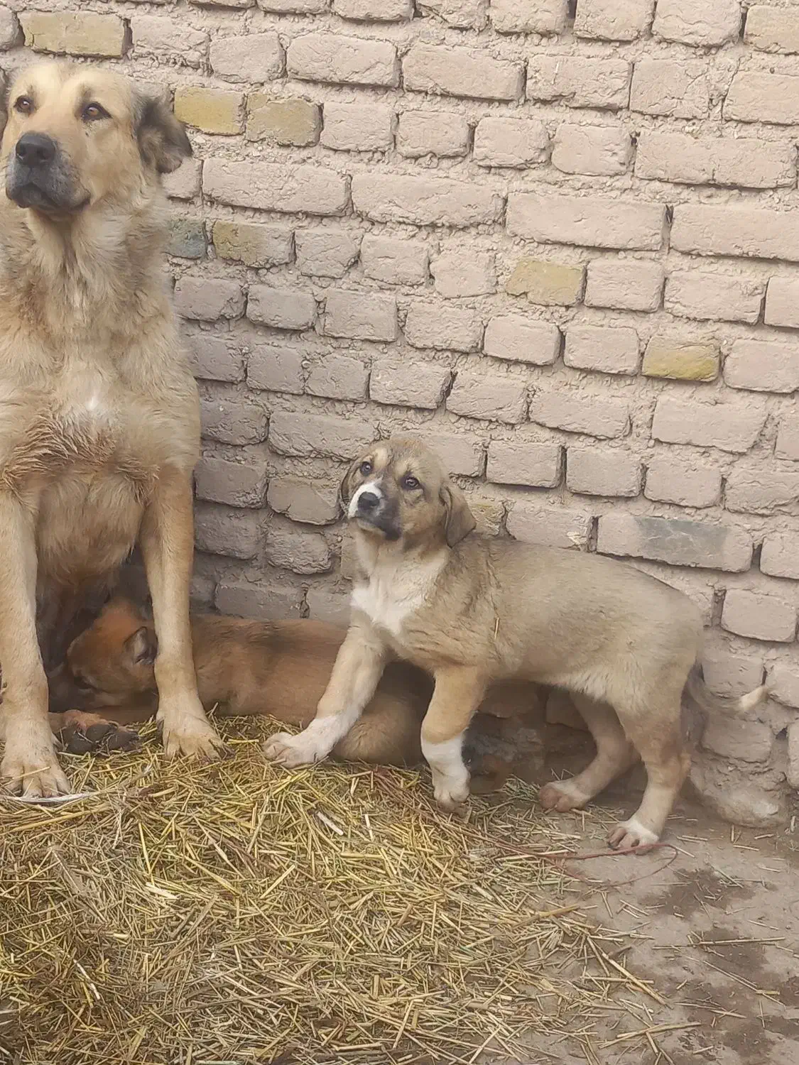 توله سگ ۳ عدد|سگ|صوفیان, |دیوار