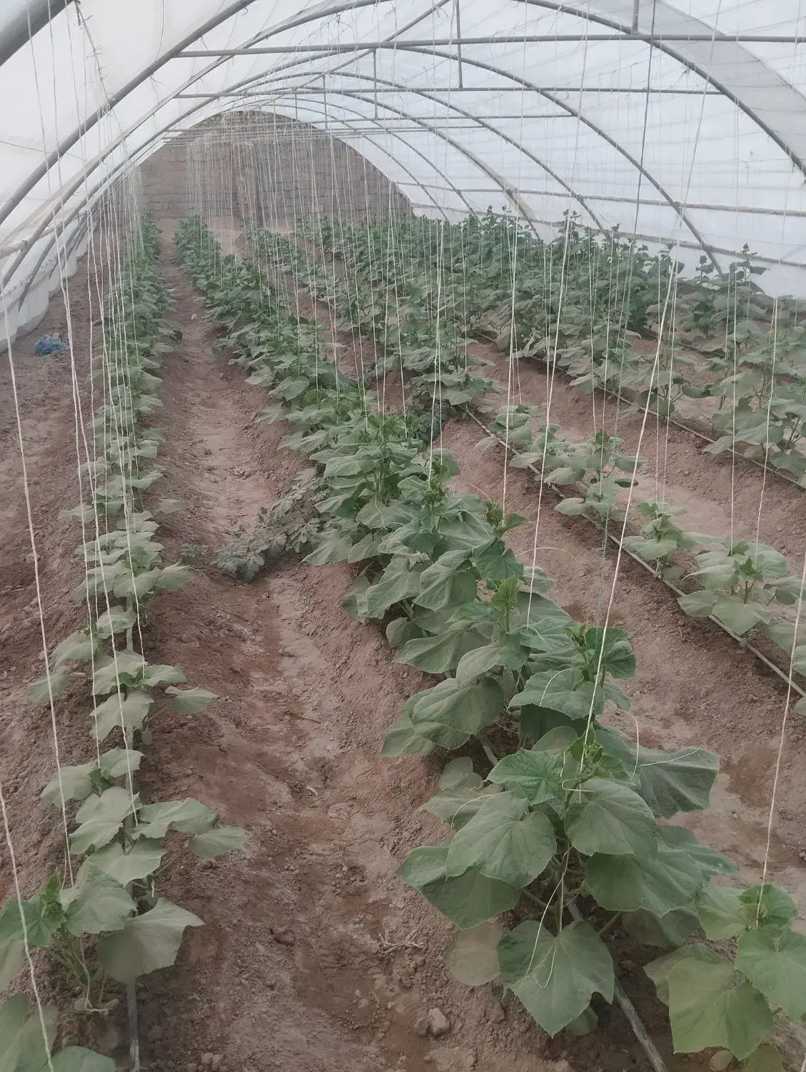 کودمرغ‌|خدمات باغبانی و درختکاری|قرقری, |دیوار