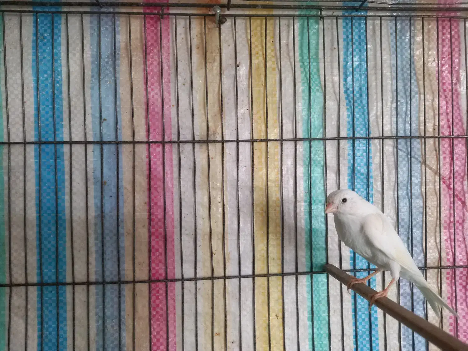 قناری نر مست سفید|پرنده|هرسین, |دیوار