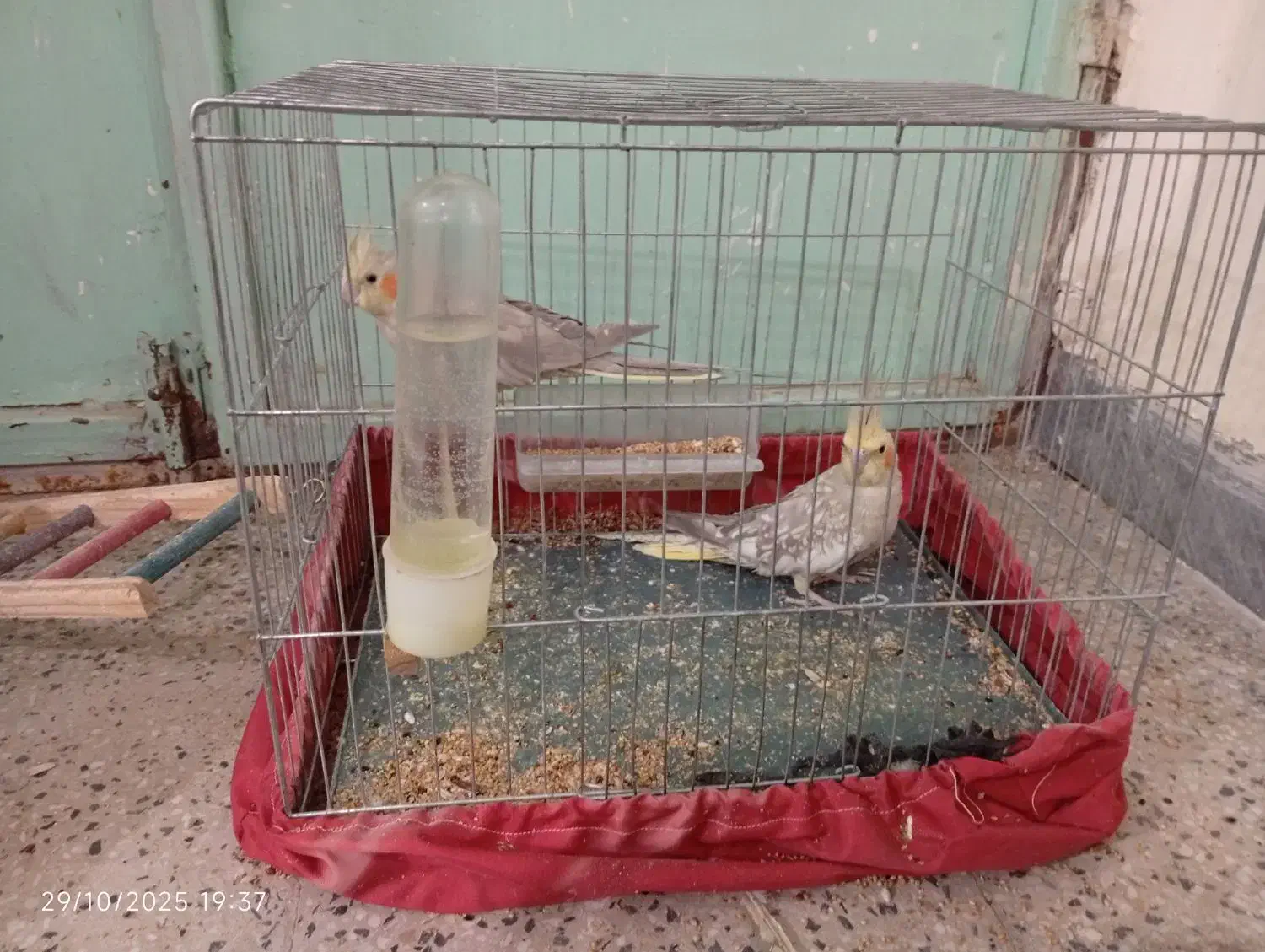 عروس هلندی نرو ماده جوان و سرحال همراه با قفس|پرنده|بدره, |دیوار