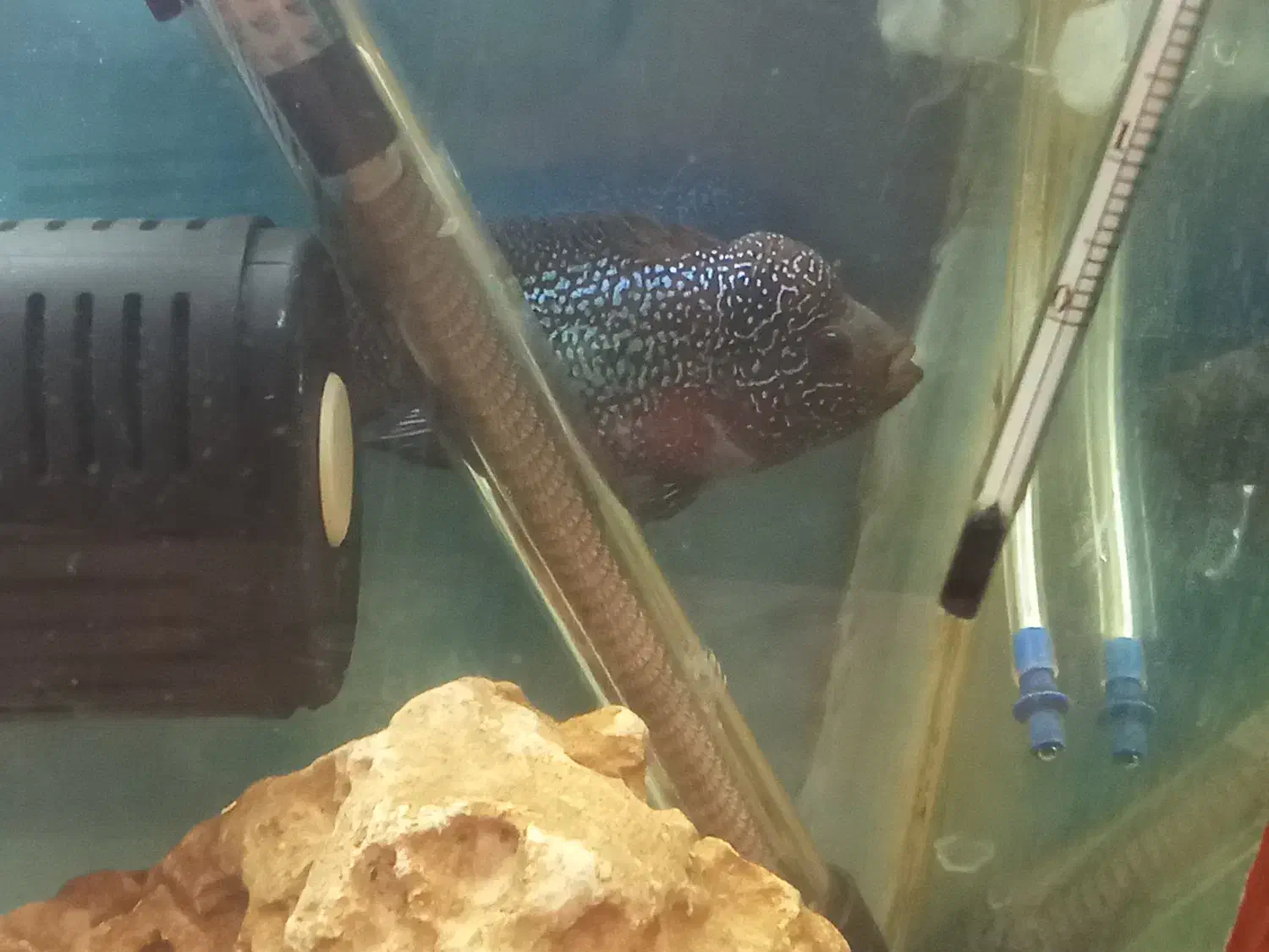 دو عدد فلاور|ماهی|سراب, |دیوار