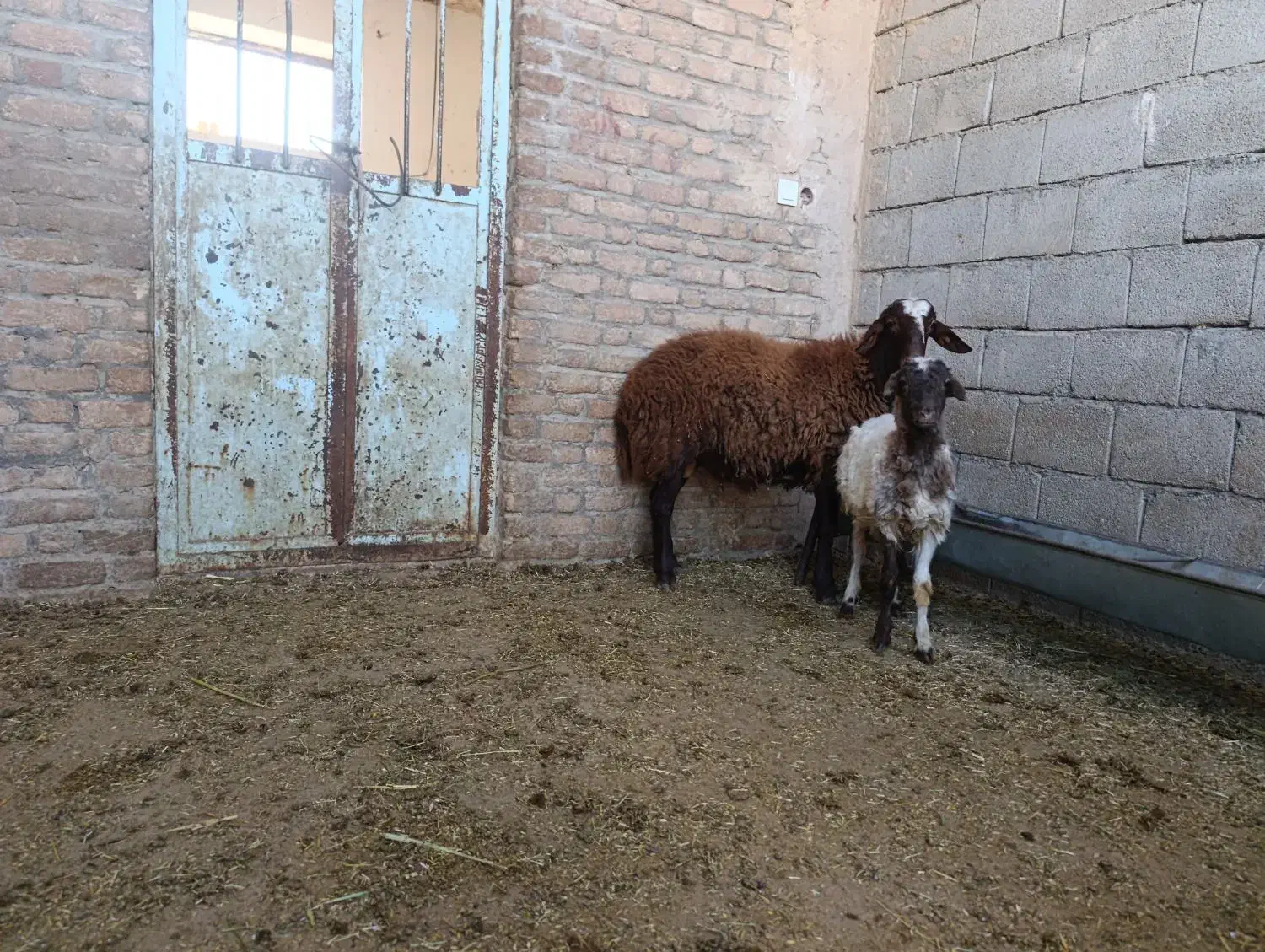 بره قوچ9ماهه همو|حیوانات مزرعه|دره شهر, |دیوار