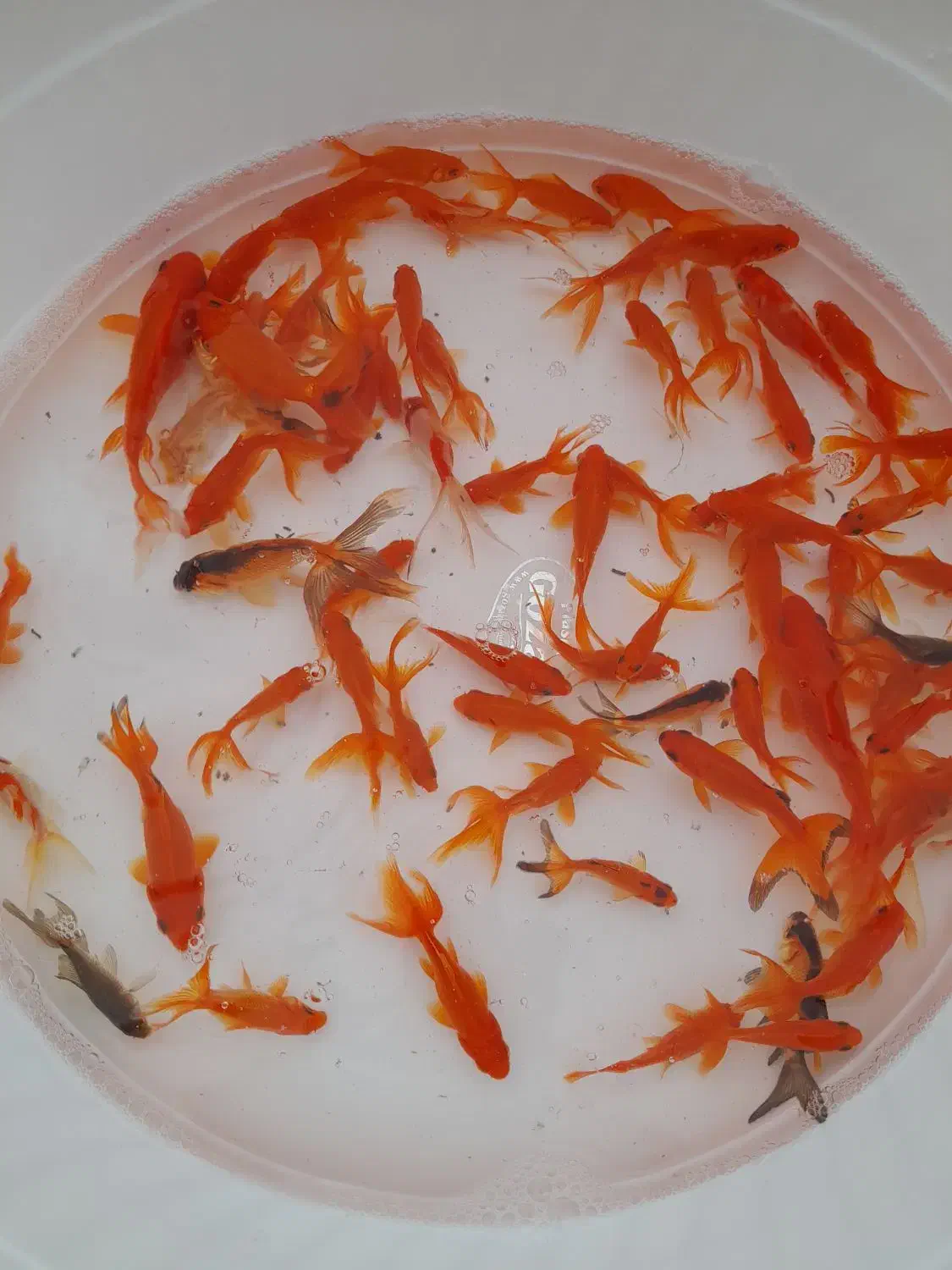 انواع ماهی قرمز ارسال  به سرتاسر کشور|ماهی|رودبنه, |دیوار