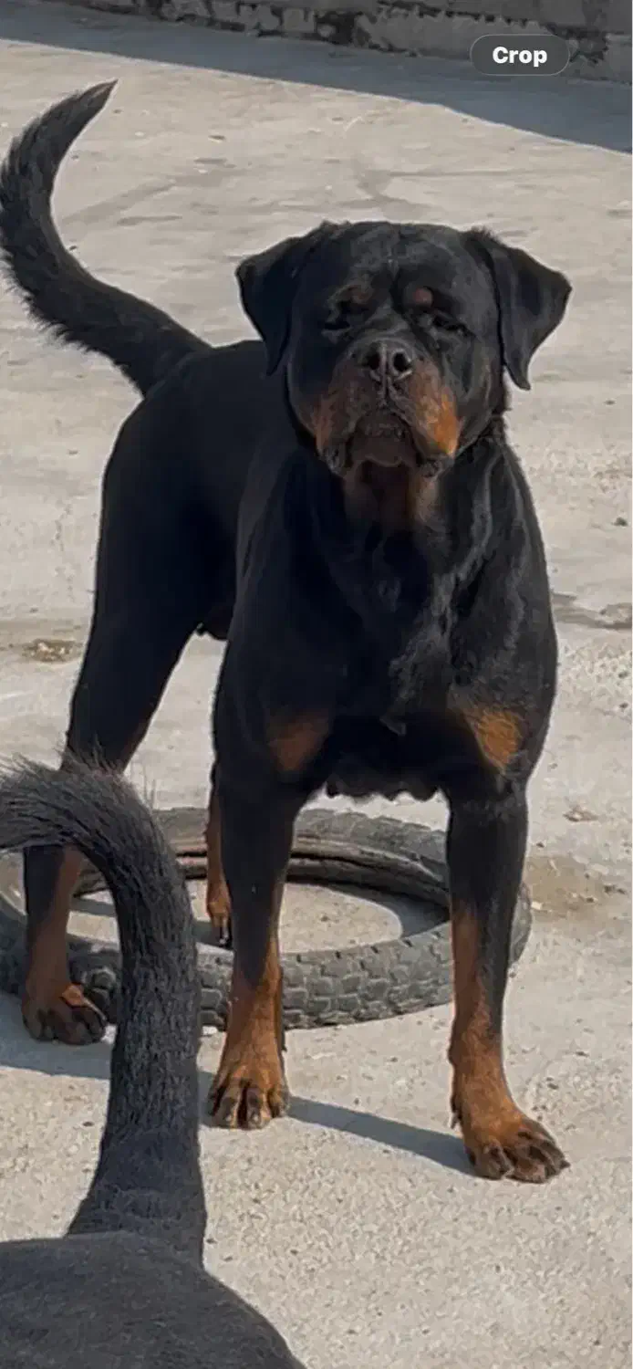 روتوایلر|سگ|شیراز, وزیرآباد|دیوار