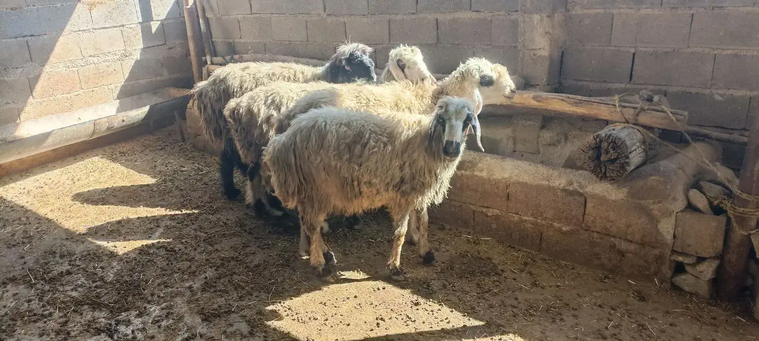 میش آبستن|حیوانات مزرعه|دهدشت, |دیوار