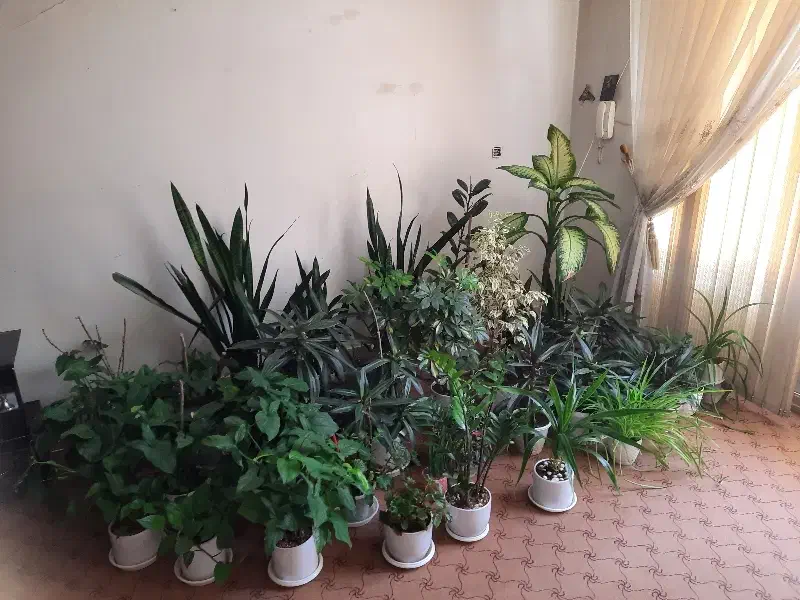 تکی هم میفروشم|گل و گیاه طبیعی|اصفهان, شهشهان|دیوار