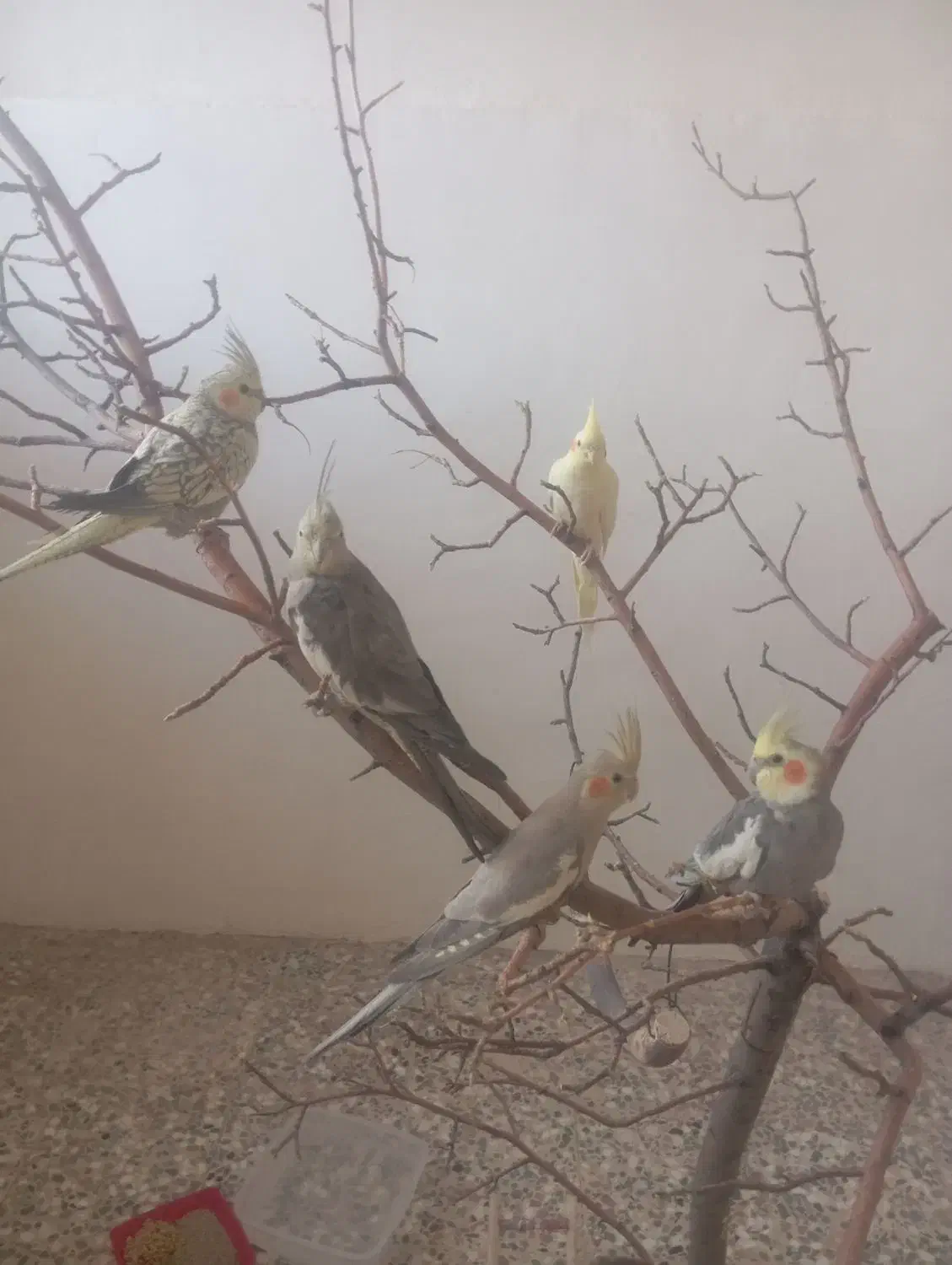 عروس هلندی لوس و نونور|پرنده|سامان, |دیوار