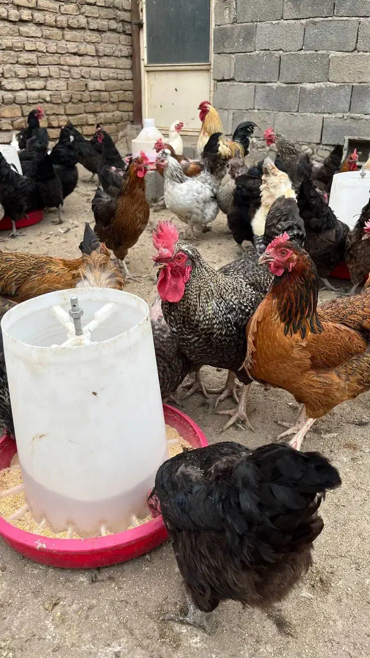 خروس در نژادهای مختلف و خروس سیاه|حیوانات مزرعه|هشتگرد, تهران دشت|دیوار