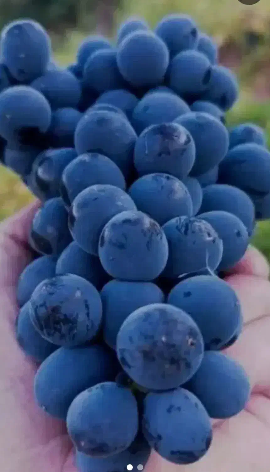 انگور سنندج مریوان سردشت کردستان سیاه شانی کوهی|خوردنی و آشامیدنی|تهران, میدان میوه و تره‌بار مرکزی|دیوار