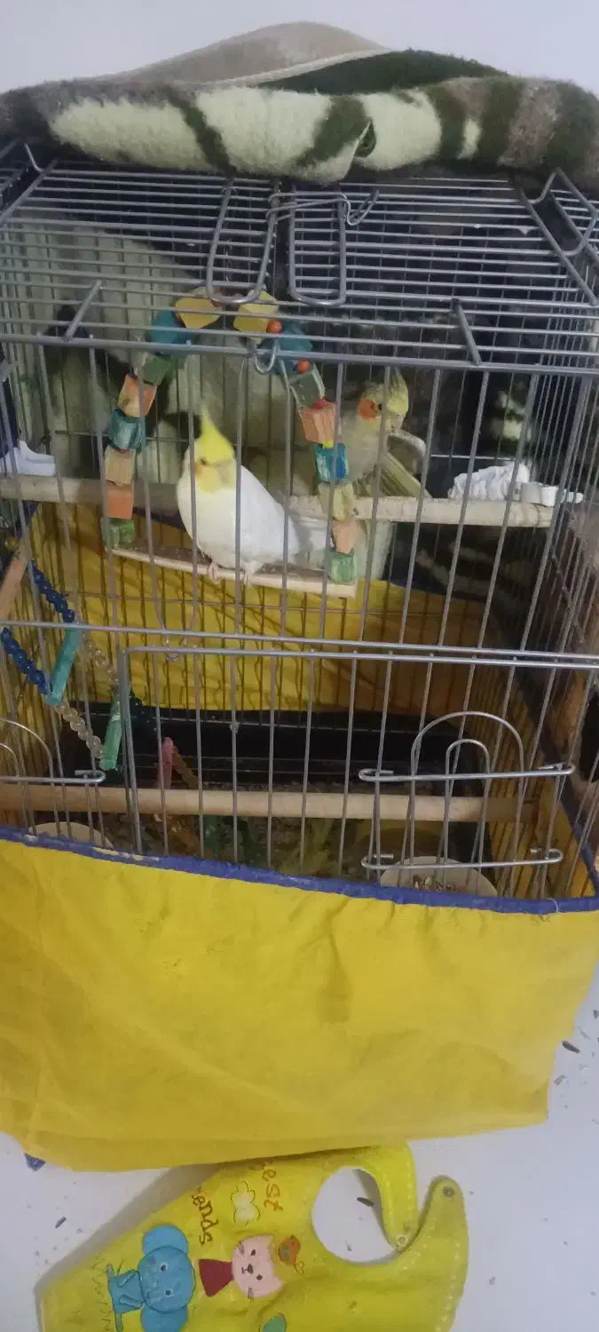 عروس هلندی|پرنده|بندر امام خمینی, |دیوار