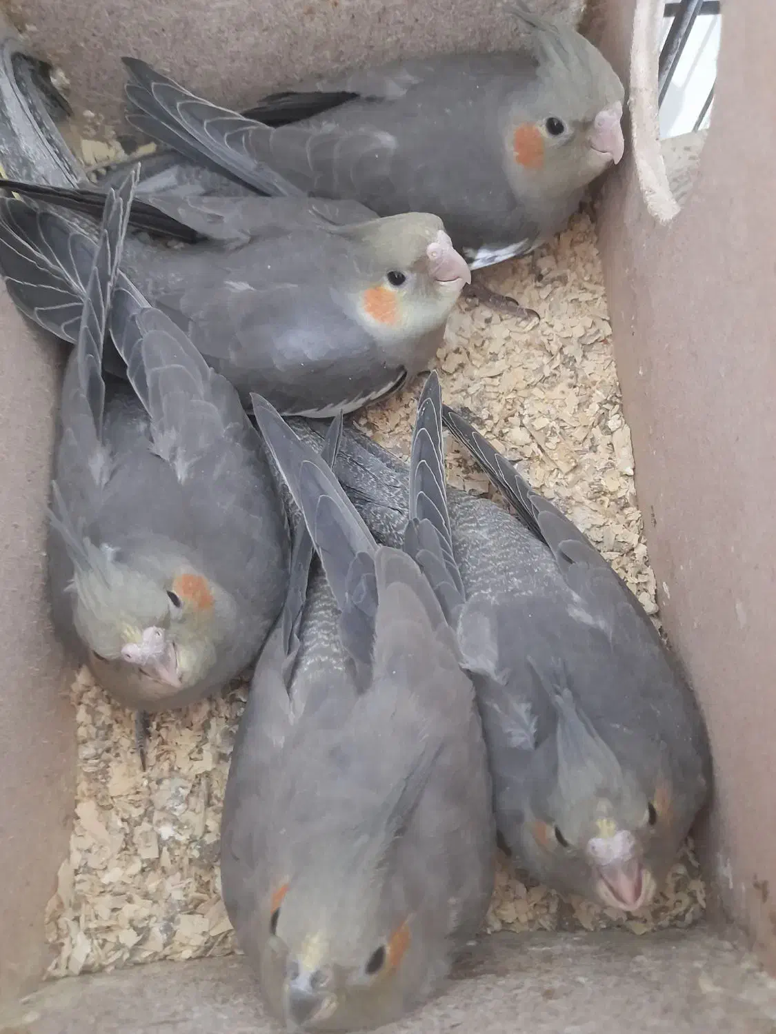 هلندی|پرنده|بهبهان, |دیوار