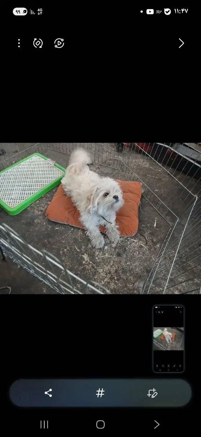 سگ خانگی|سگ|آذرشهر, |دیوار