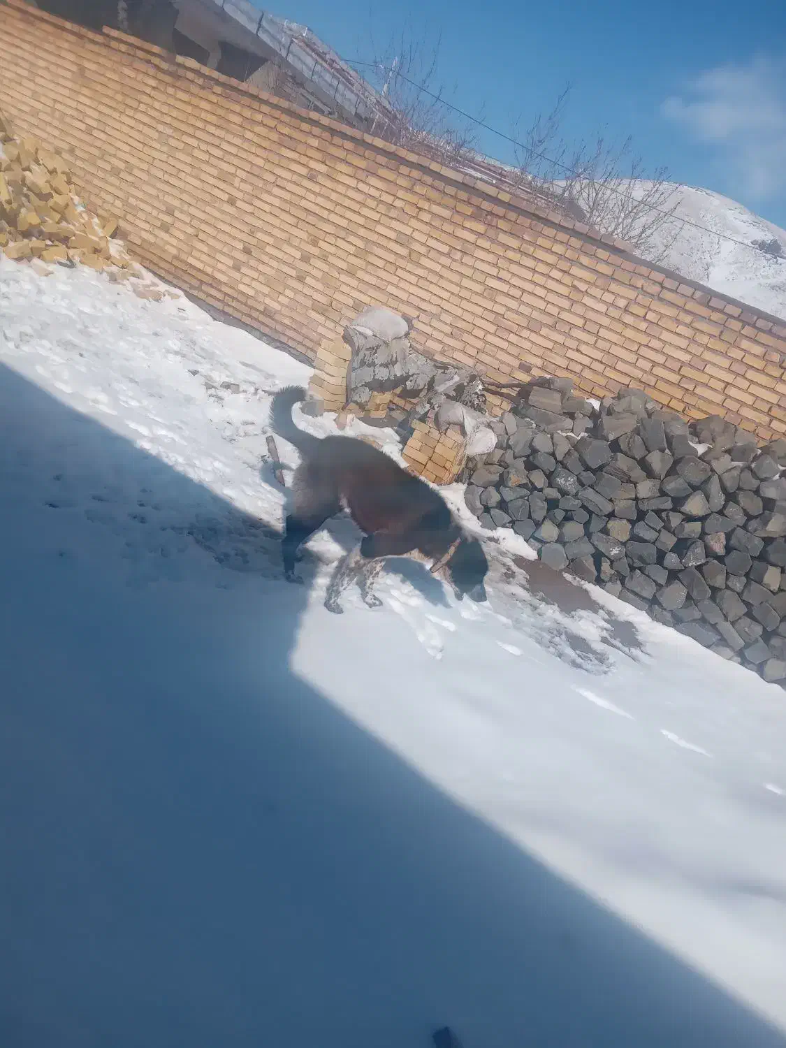 سگ نگهبان|سگ|قره پشتلو, |دیوار