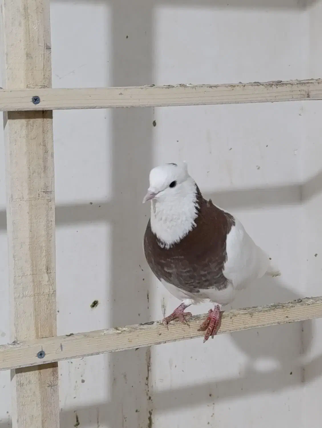 ۲جفت کفتر طوقی الماسی با ۵تا تکی|پرنده|یزد, |دیوار