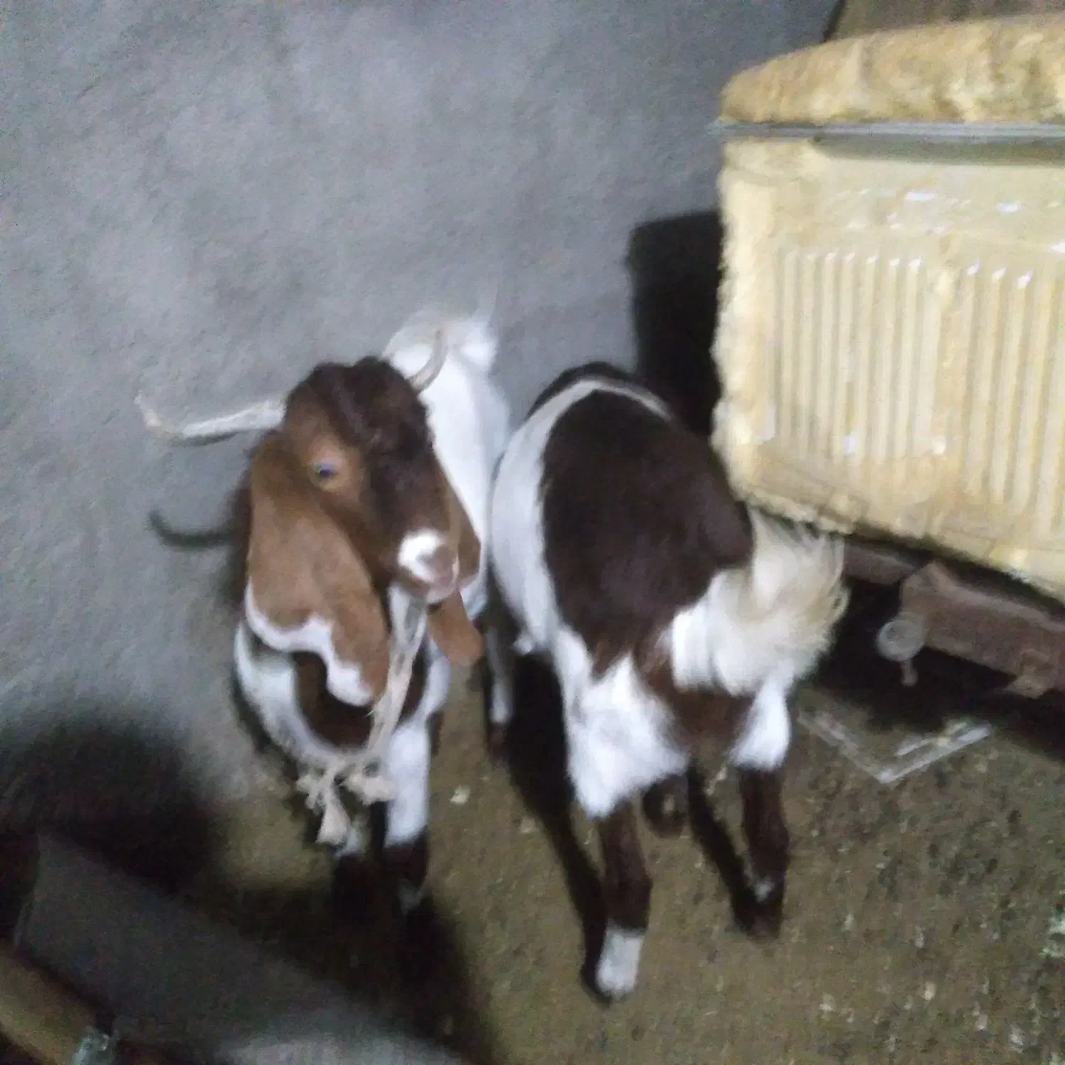 بز پاکستانی|حیوانات مزرعه|فریمان, |دیوار