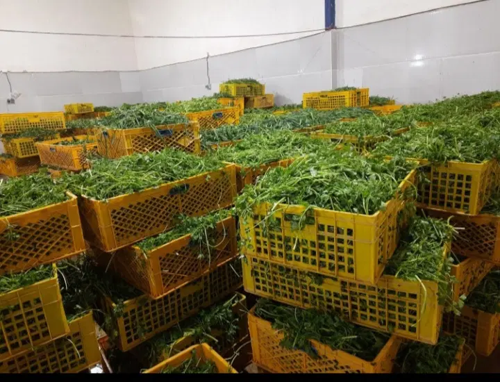 سبزی مارکت بهار فرشته سبزیجات میاندربندخام سرخ خشک|خوردنی و آشامیدنی|کرمانشاه, |دیوار
