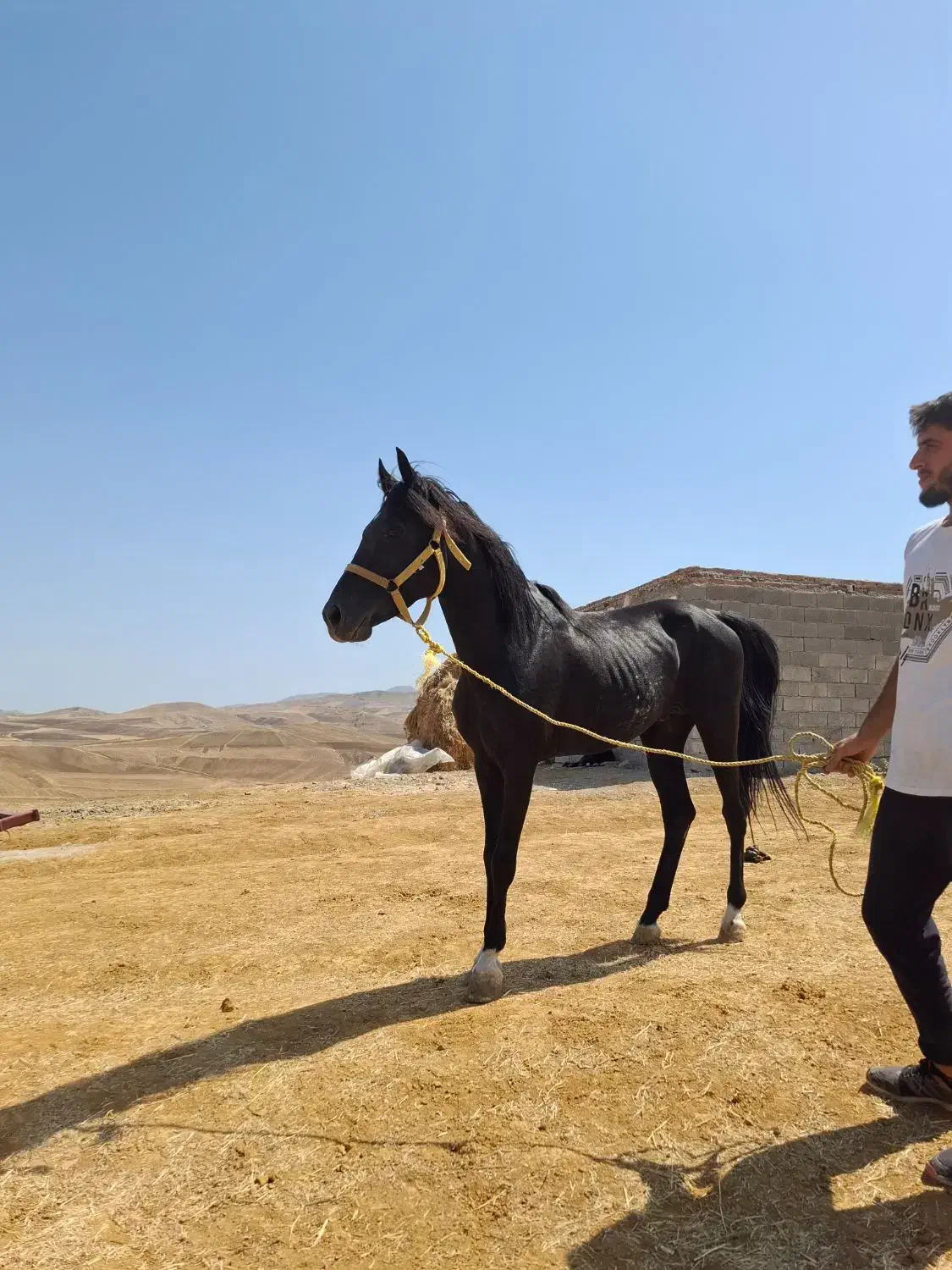 فروش اسب|اسب و تجهیزات اسبسواری|آبش احمد, |دیوار