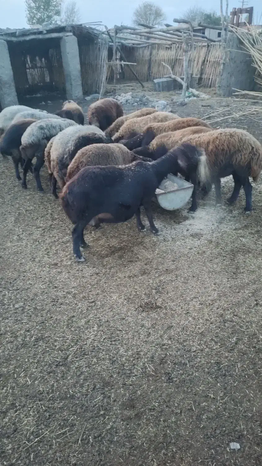 گوسفندهای آبستن|حیوانات مزرعه|تاتار علیا, |دیوار