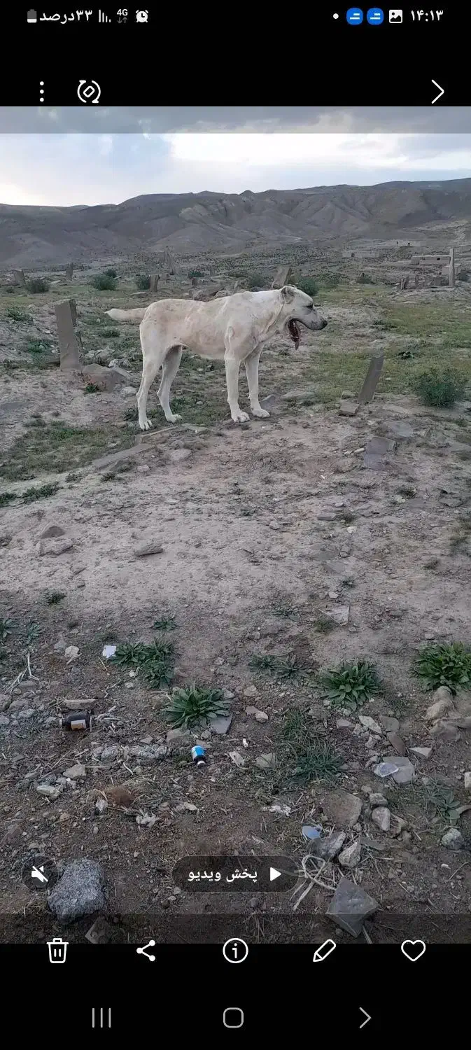 حیوان مزرعه|سگ|تربت جام, معدآباد|دیوار