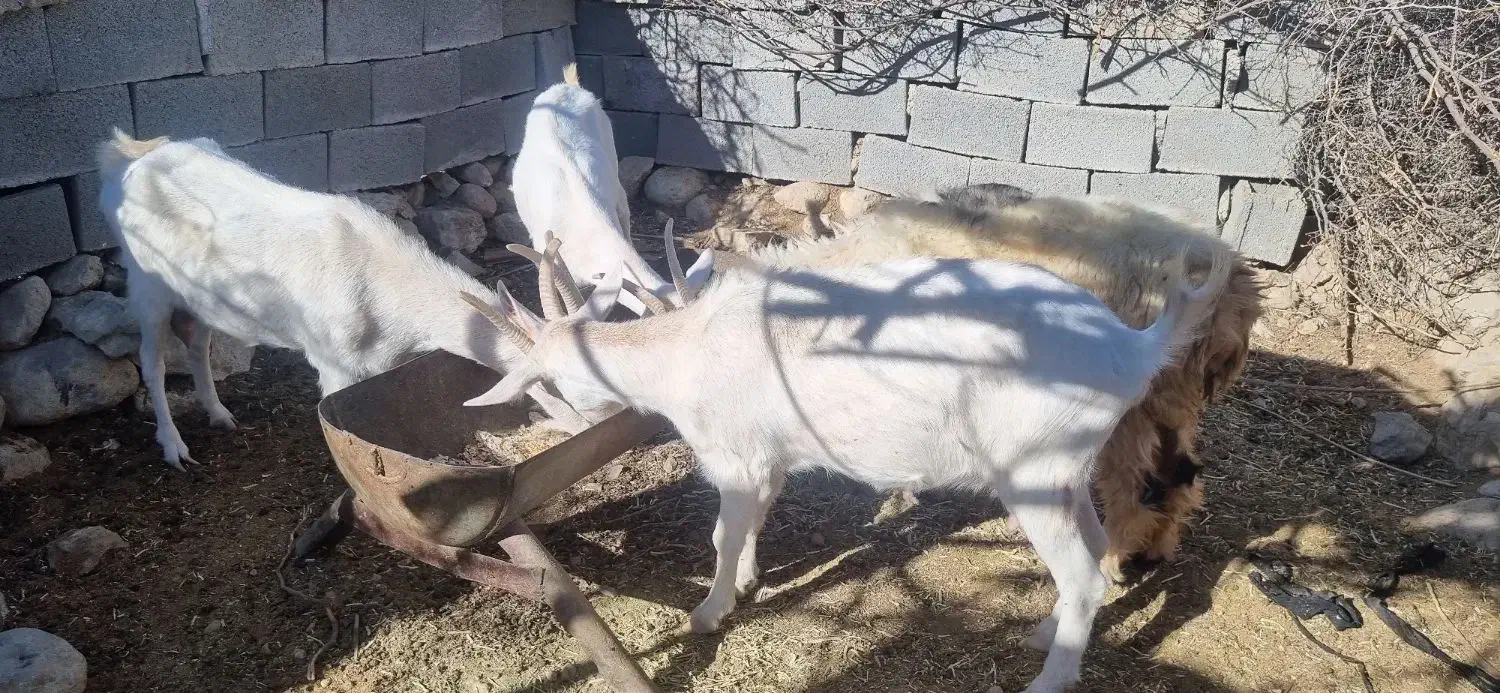 فروش بز سانن جوان|حیوانات مزرعه|فیروزآباد (فارس), |دیوار