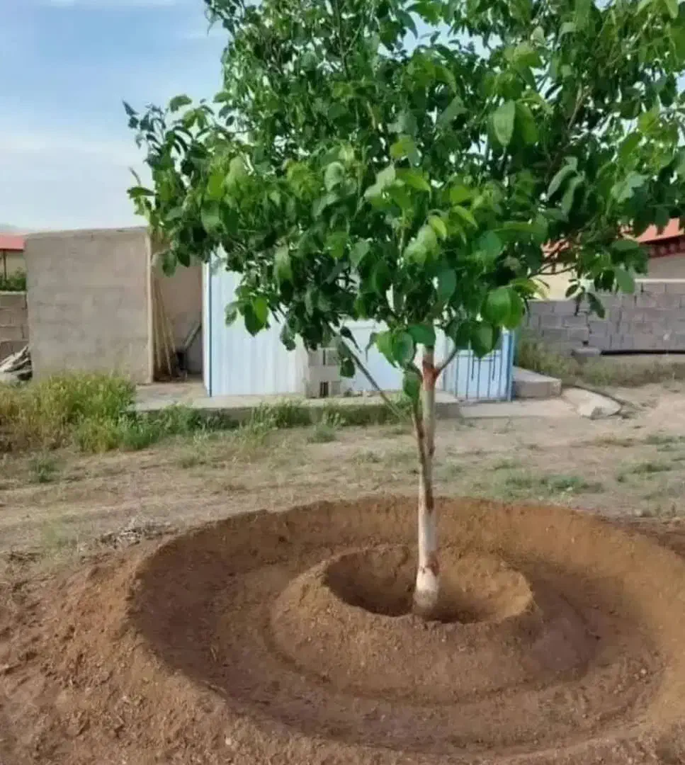 خدمات باغبانی.چالکود .ویزیت وسمپاشی پاییزی بیل زنی|خدمات باغبانی و درختکاری|تبریز, |دیوار