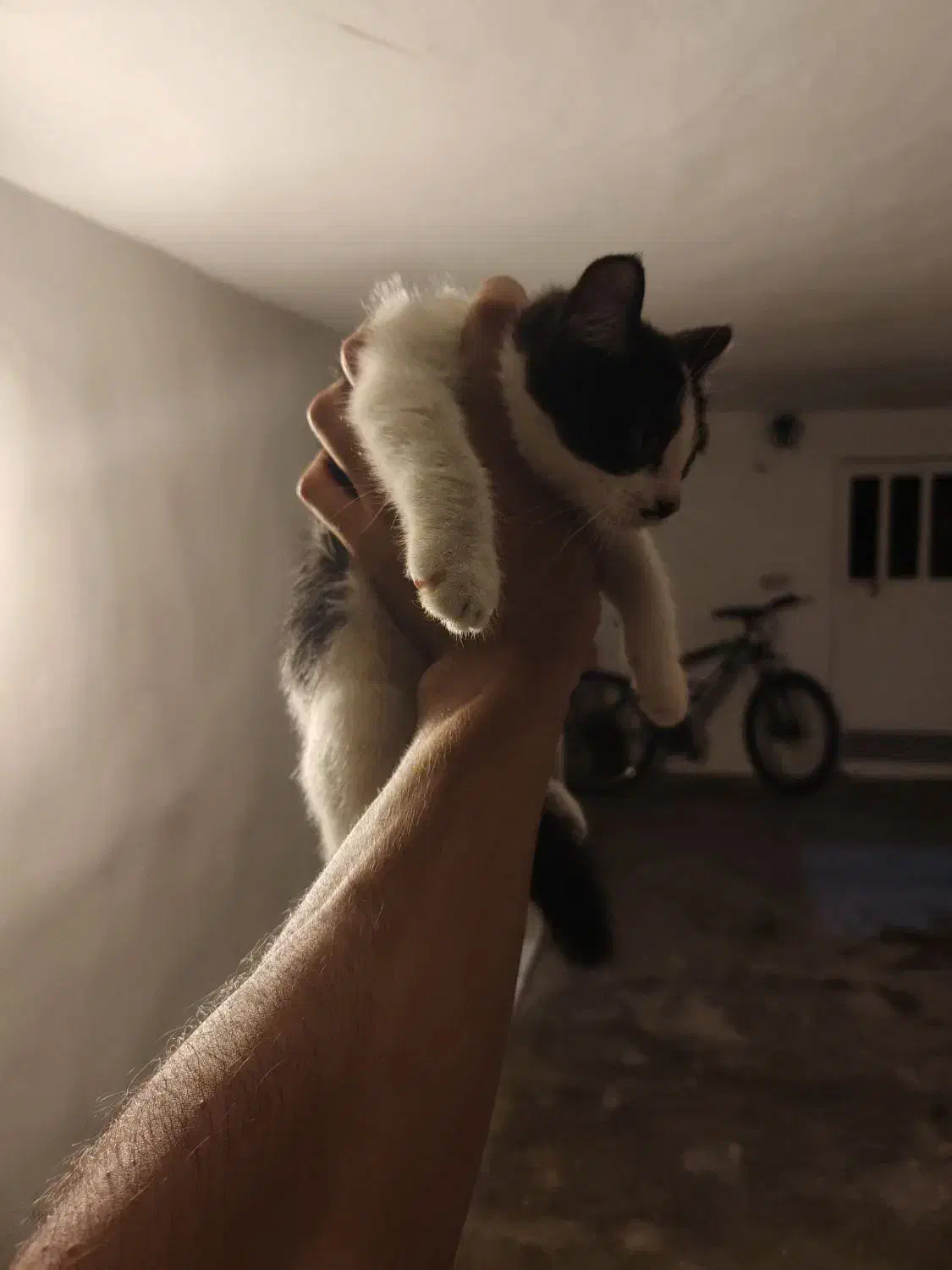 واگذاری دو عدد گربه ماده|گربه|چالوس, |دیوار