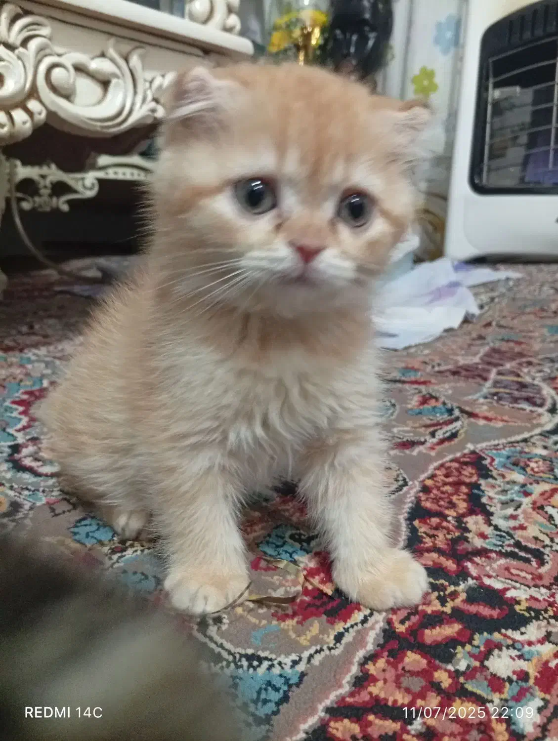 بچه گربه  اسکاتیش|گربه|لنگرود, |دیوار