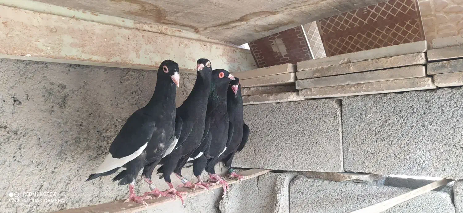 قره سوری ،دمچتری،موشی طلایی|پرنده|خورموج, |دیوار