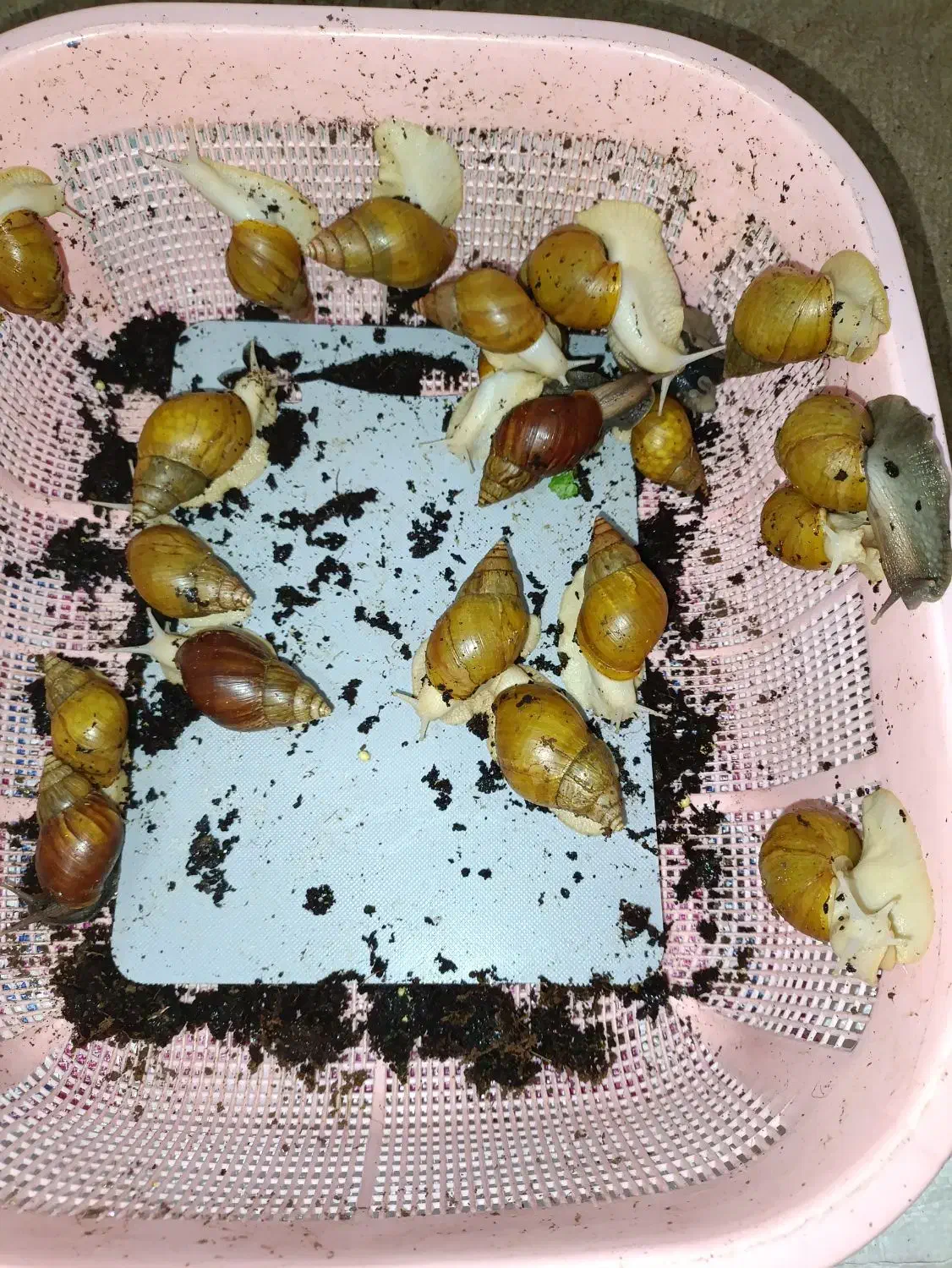 فروش تعداد زیادی حلزون طبی|خزنده|اردبیل, |دیوار