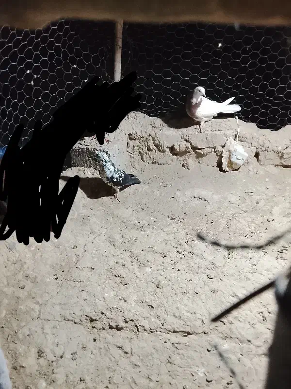 کبوتر نر وماده|پرنده|زهک, |دیوار