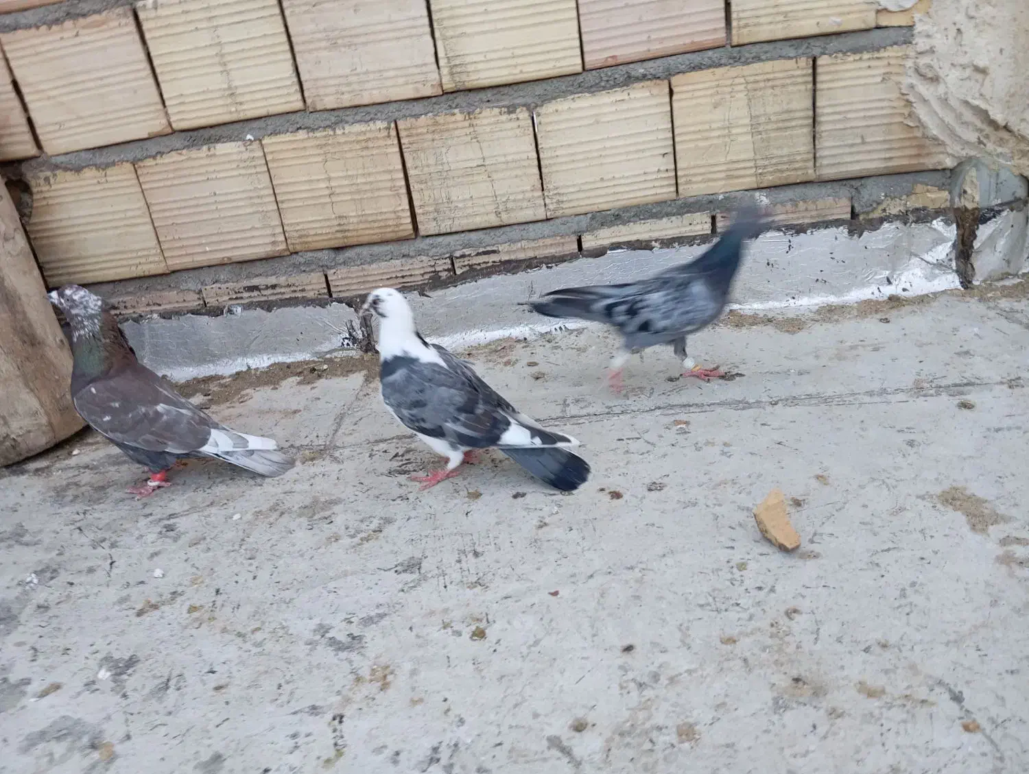 کبوتر پرشی|پرنده|اسفرورین, |دیوار