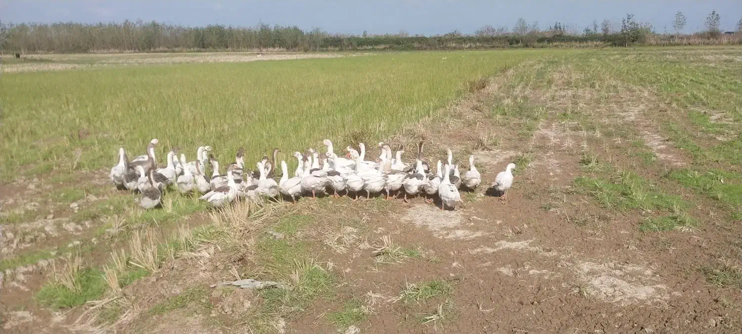 تعدای غاز محلی به فروش میرسد|حیوانات مزرعه|آستانه اشرفیه, |دیوار