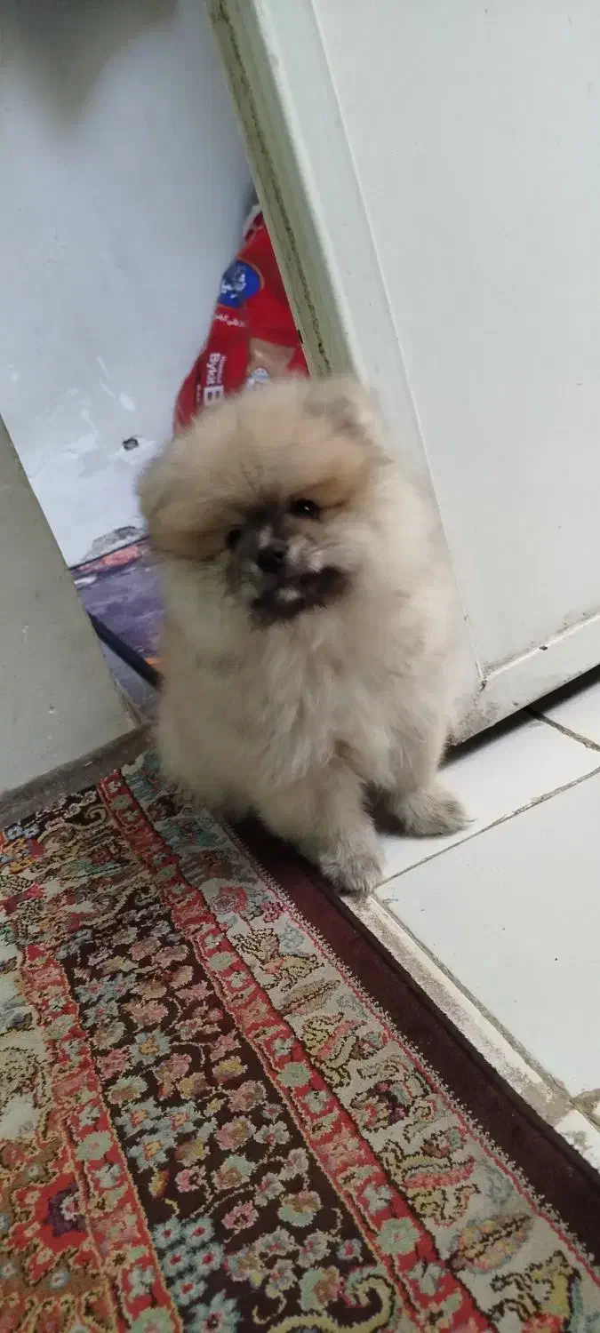 توله سگ پامر خرسی 3ماهه|سگ|تهران, بیسیم|دیوار