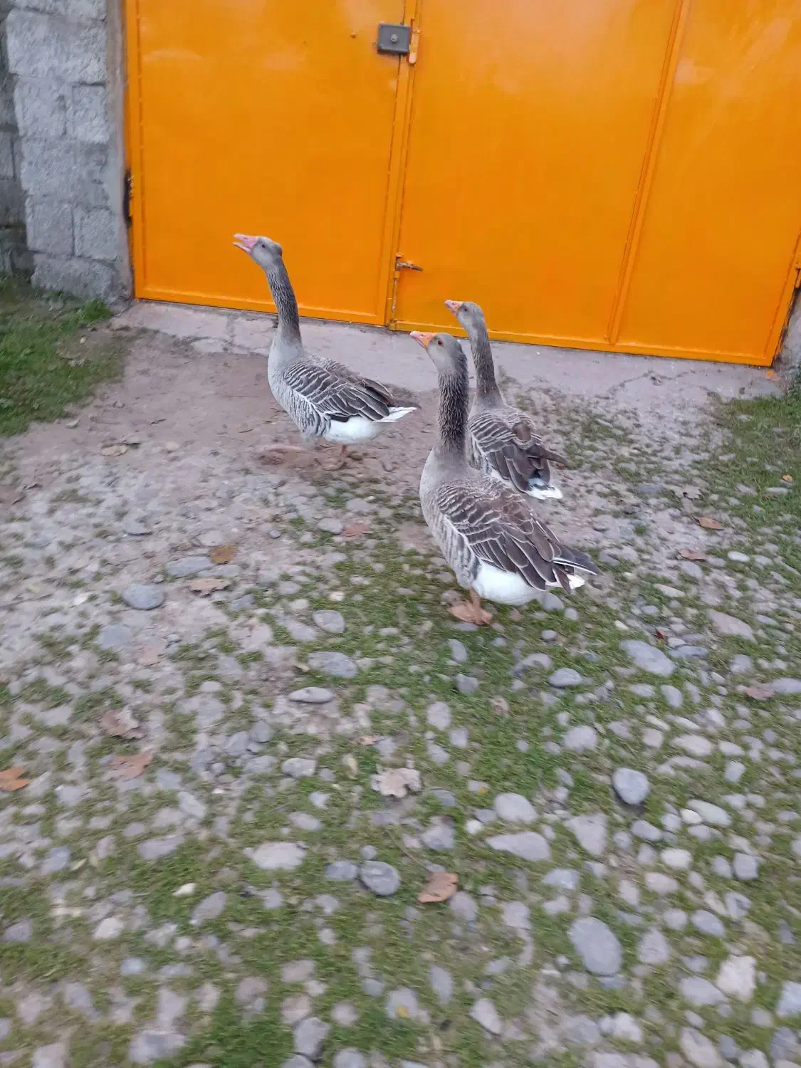 غاز کاکولی|حیوانات مزرعه|رشت, جانبازان|دیوار