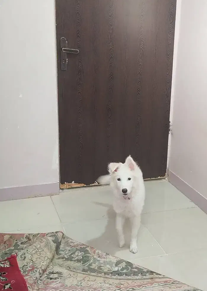 واگذاری سگ|سگ|اهواز, سپیدار|دیوار