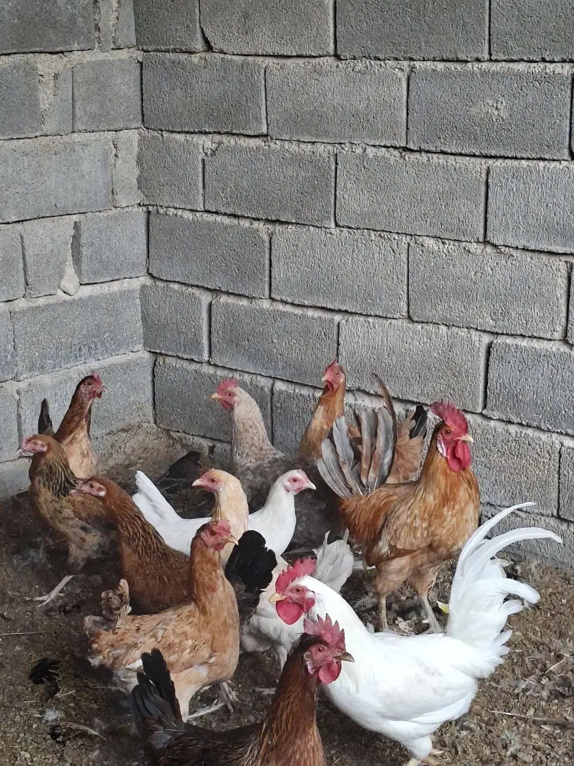 مرغ و خروس|حیوانات مزرعه|بهبهان, |دیوار