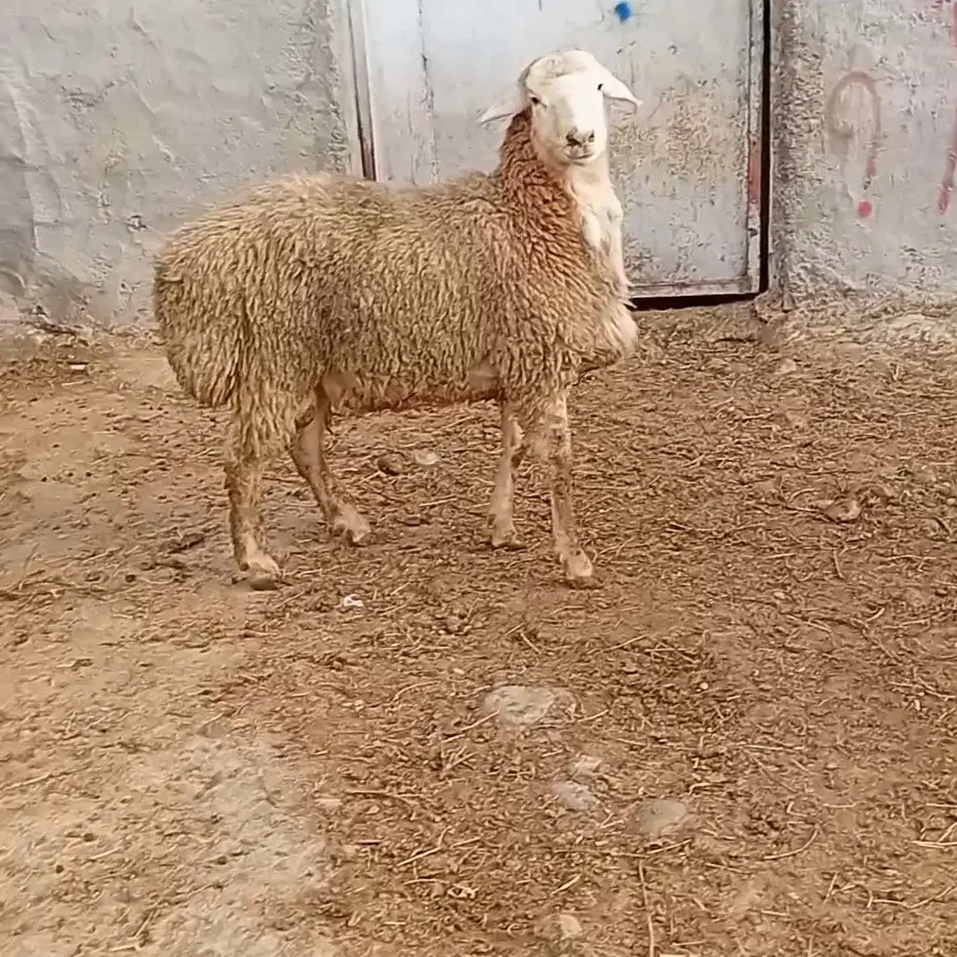 بره نر قوچی اصل دامازدخ مغانی نژاد فومن 25میلیون|حیوانات مزرعه|قشلاق دشت, |دیوار