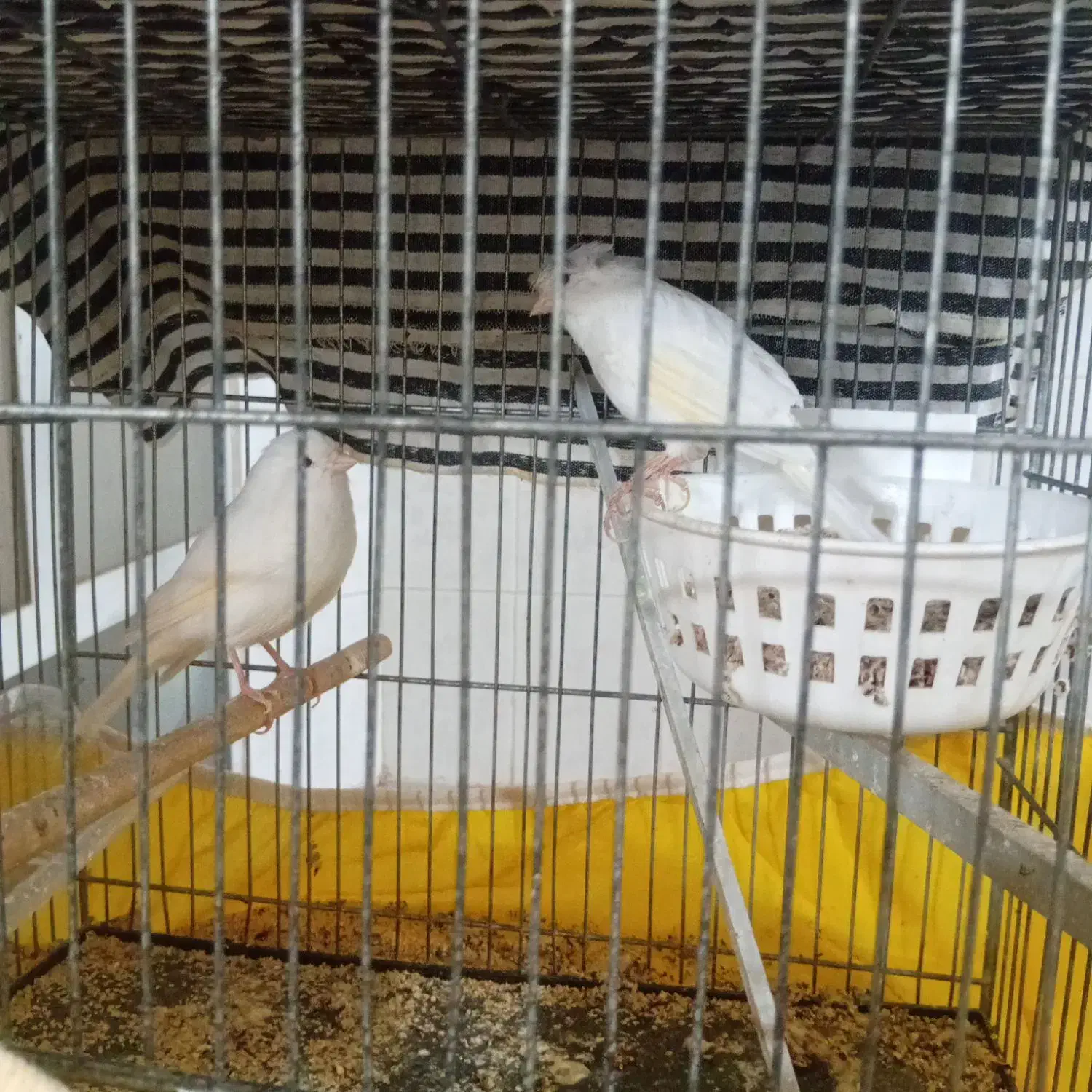 قناری|پرنده|اشکذر, |دیوار