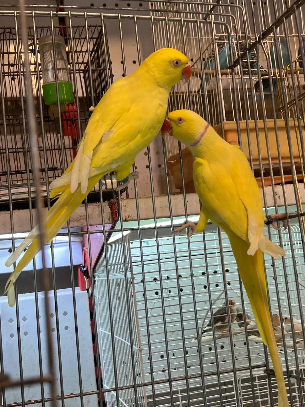 طوطی فرشی لوکس|پرنده|تبریز, |دیوار