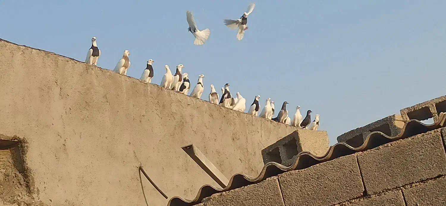 کبوتر|پرنده|آبپخش, |دیوار