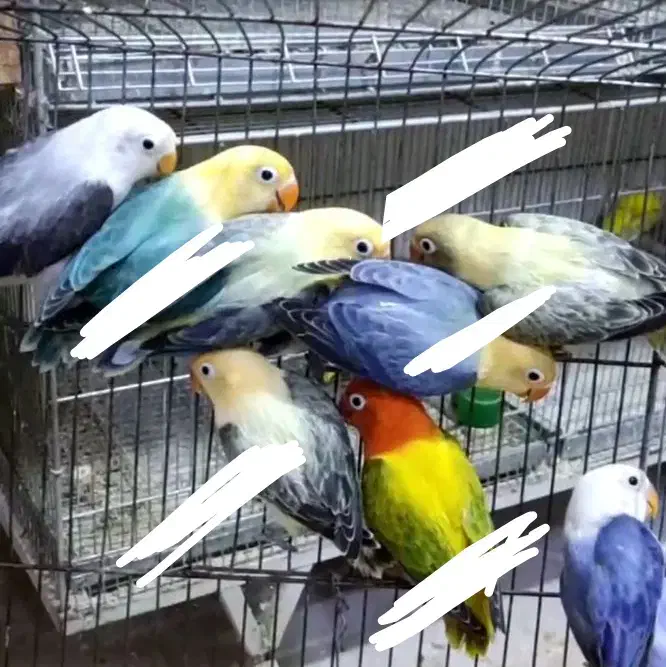 لاوبرد طوطی کوتوله پاربلو یووینگ گرینچیک قناری قفس|پرنده|مشهد, عبادی|دیوار