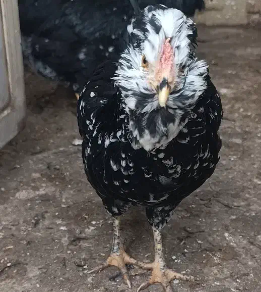 نیمچه گلین|حیوانات مزرعه|اصفهان, زهران|دیوار