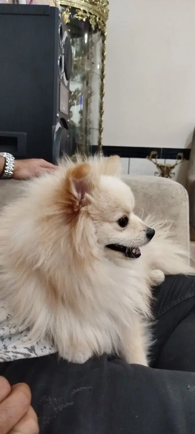 پامرانین|سگ|بناب, |دیوار