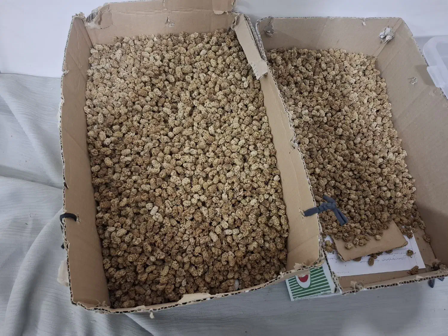 کشمش سیب انار گردو بادام و...|خوردنی و آشامیدنی|یزد, |دیوار