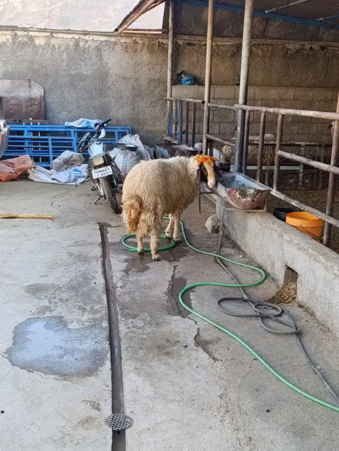 قوچ جوان|حیوانات مزرعه|ایلام, |دیوار